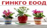 ГИНКГО ЕООД